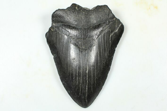 Partial Fossil Megalodon Tooth - South Carolina #376013
